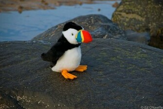 Where Is Wallpaper Puffin Pictures