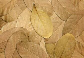 Dry Leaves Autumn Background Photograph By Natthawut Punyosaeng