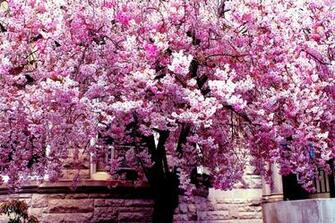 Spring Trees Wallpaper Desktop Tree Background