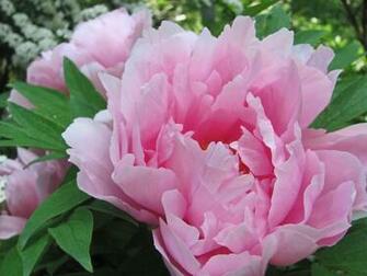 Pink Peony Wallpaper Flower C2