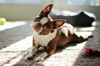 Wallpaper Red Boston Terrier Dog Eyes
