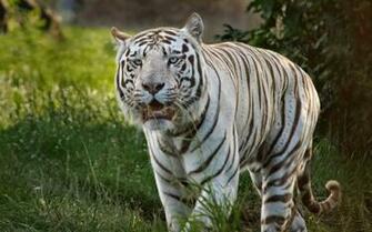 Tiger Wallpaper White Animal Pictures Blue Background