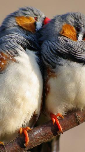 Wallpaper Zebra Finch 5k 4k Indonesia East Timor