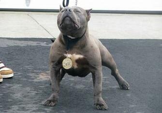 American Pitbull Dogs HD Wallpaper