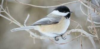 Birds In Winter Photos C A R W L P E