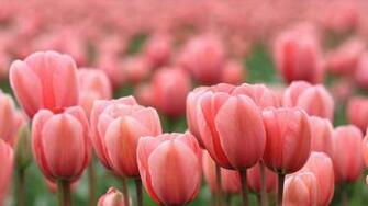 Pink Tulip Flowers Wide Screen Wallpaper