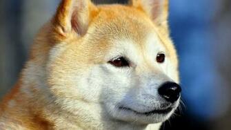 Akita Inu Wallpaper HD