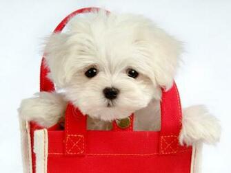 Maltese Desktop Wallpaper