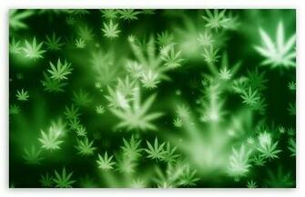 Weed Bokeh HD Wallpaper For Standard Fullscreen Uxga Xga Svga