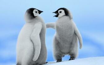 Baby Penguin Wallpaper Image