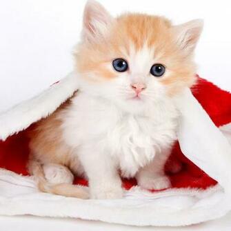 Cute Cat Christmas iPad Air Wallpaper