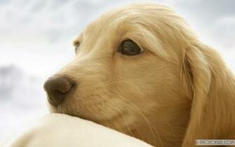 Puppies In Snow Wallpaper Cute