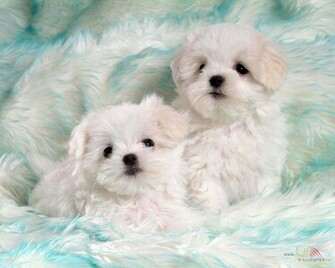 Baby Dog Wallpaper Super