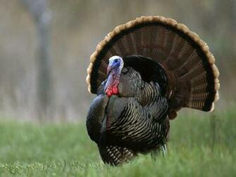 Picturesdepot Wallpaper Wild Turkey Html