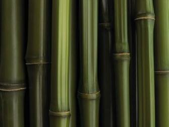 Bamboo Texture Wallpaper HD Jpg