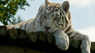 White Tiger Widescreen Wallpaper