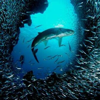 Beautiful Underwater iPad Wallpaper