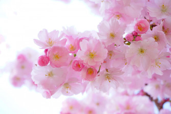 Japanese Pink Wallpaper
