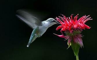 Computer Hummingbird Wallpaper Desktop Background Id