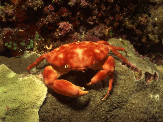 Animals Food Sand Beach Crabs Seafood Crustaceans Crab Fauna Wallpaper