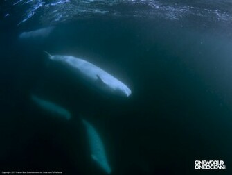 Beluga Whale Wallpaper