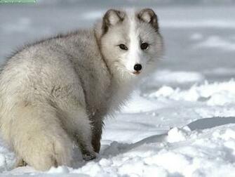 Sterces Ytrid Arctic Fox Wallpaper