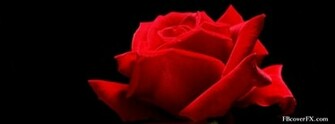 Red Rose Wallpaper T1 Covers Timeline