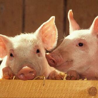 iPad Wallpaper Search Terms Pictures Of Pigs