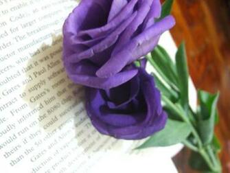 Magnificent Purple Roses Wallpaper