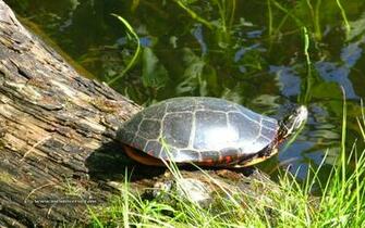 Wallpaper Computer Calendar Desktop Turtle
