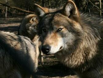 Wolvesss Wolves