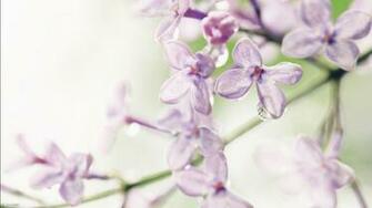 Lilac Flowers Wallpaper HD