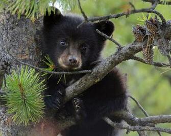 Grizzly Bear Wallpaper