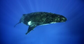 Humpback Whales Wallpaper Desktop