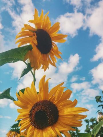 Sunflower Wallpaper HD Hq