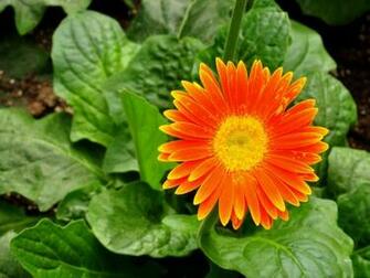 Desktopas Red Summer Flower Wallpaper Html