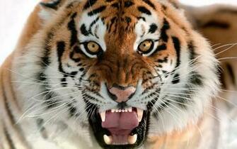 Tiger Wallpaper Screensaver Animals Cool