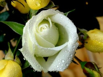 Wallpaper Yellow Flowers Desktop Rose