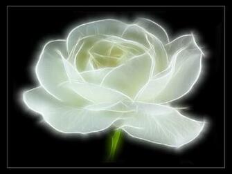 New White Rose Flowers Wallpaper Entertainment Only