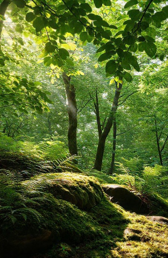 Wallpaper Aesthetic Green