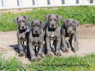 Great Dane Puppies Wallpaper