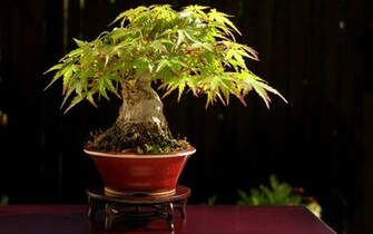 Description Cool Bonsai Tree Wallpaper Desktop