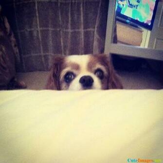 Peek A Boo Cute Dogs Dog Pictures Breeds