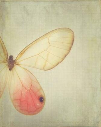 Items For Butterfly Home Decor On Style