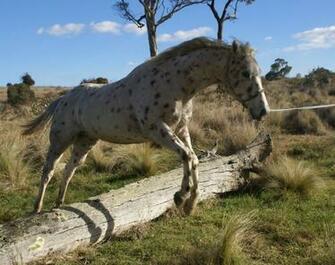 Appaloosa Horse Stock By Azaroe