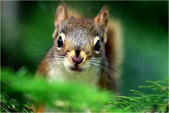 Secret Squirrel Wallpaper